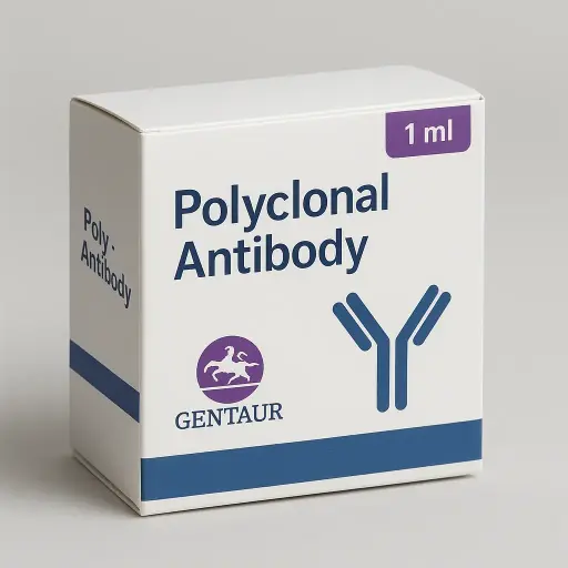 AS3MT Polyclonal Antibody